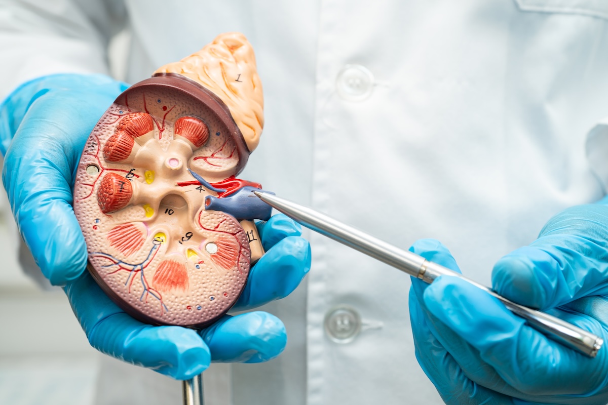kidney-disease-chronic-kidney-disease-ckd-doctor-2025-04-27-07-10-12-utc